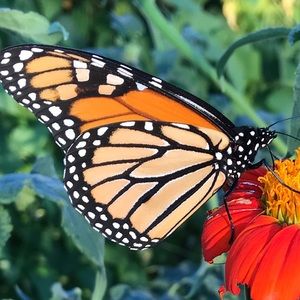 Meet your Posher, Maggie